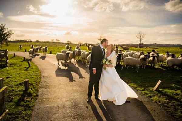 Bride and groom kissing among sheep on country road.